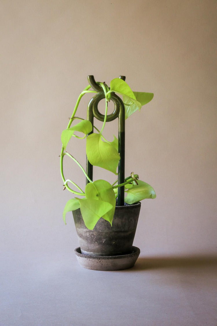 Plantestøtte fra Bergs Potter gir Monstera god støtte og stilrent uttrykk