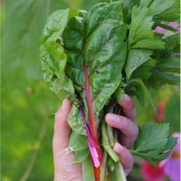 Frø til dyrking av Bladbete Fireworks