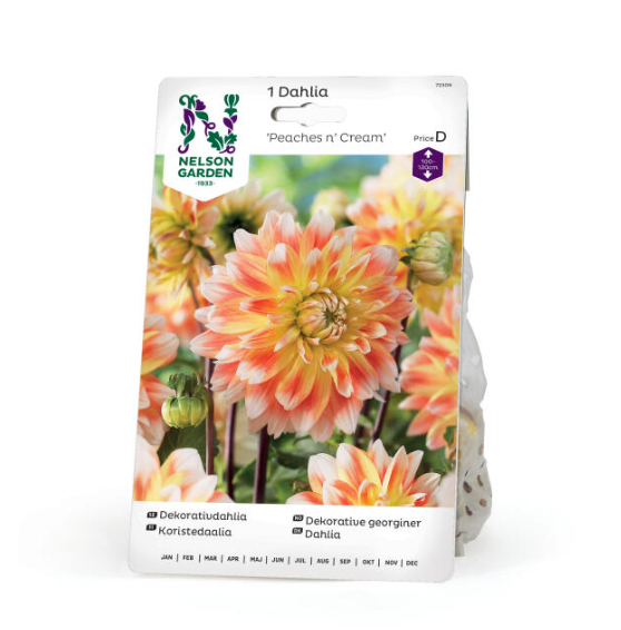 Rosafarget Dahlia 1 stk georgineknoll