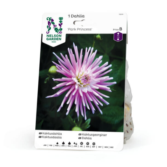 Dahlia 'Park Princess' pakke a 1 stk. georgineknoll