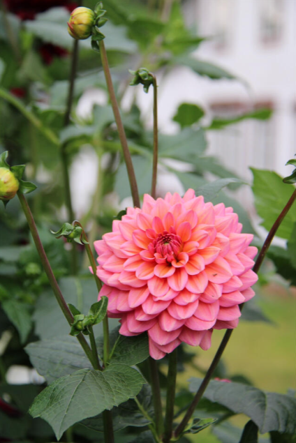 Georgine blomsterløk aprikosfarget