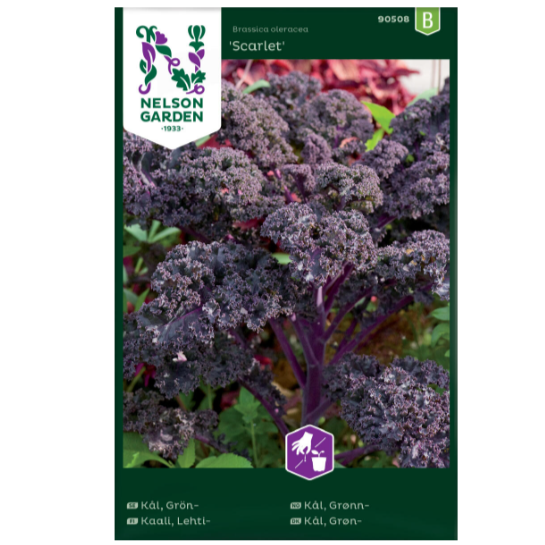 Frø til dyrking av Grønnkål 'Scarlet'