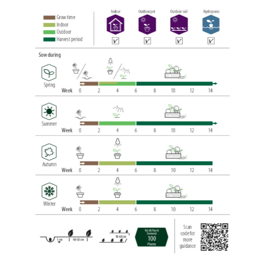 Frø til dyrking av Grønnkål