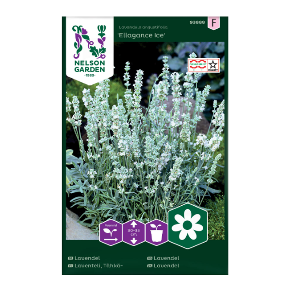 Hvit Lavendel 'Ellagance Ice'