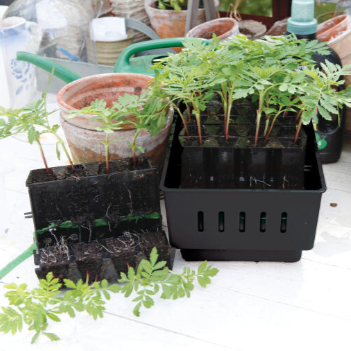 Dyrkesett med minidrivhus