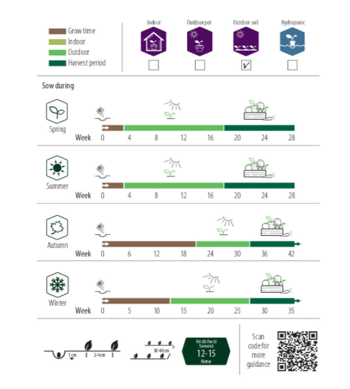 Sommergulrot 'Nantaise 2'