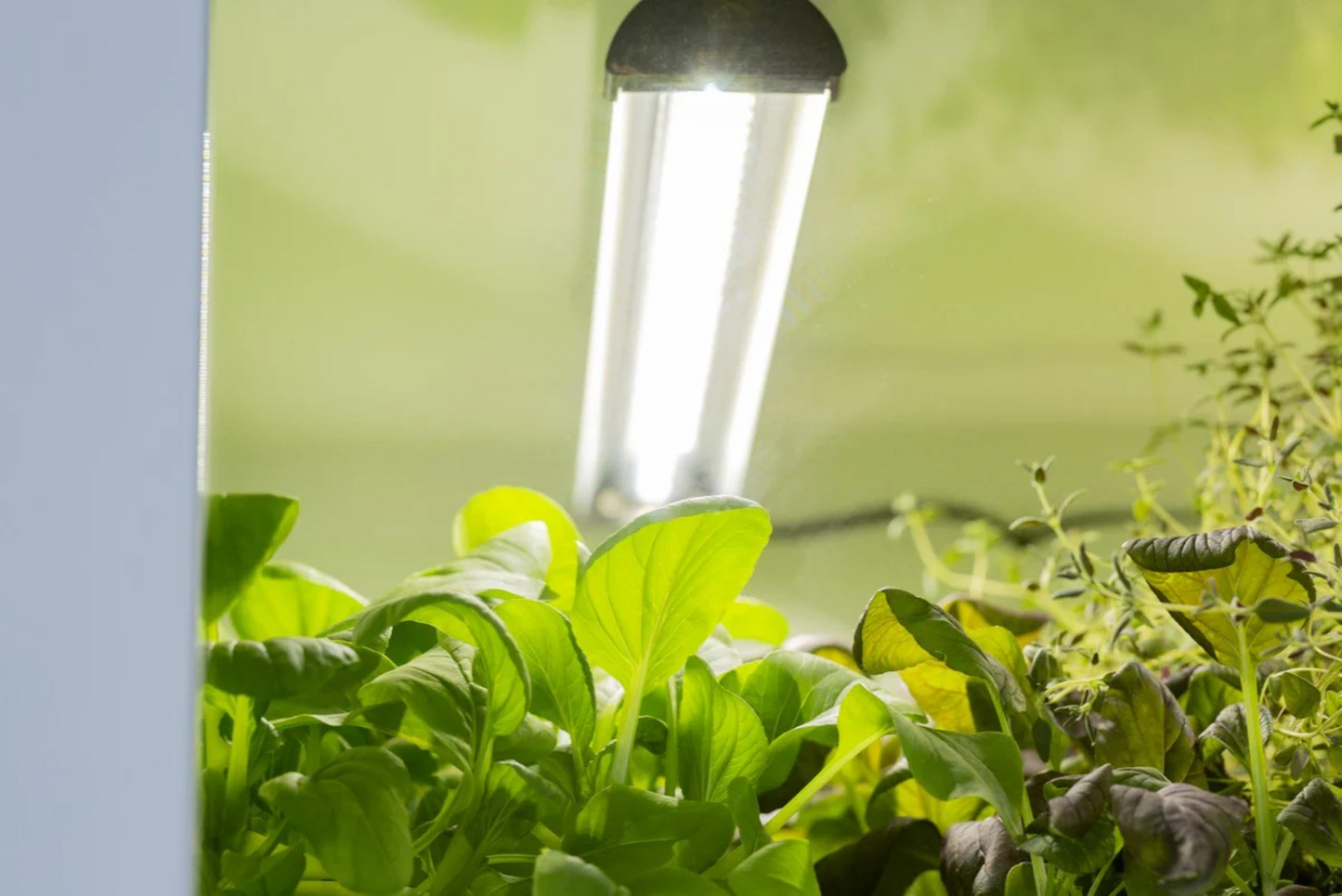 Urban Cultivator Commercial – Innendørs kjøkkenhage for profesjonelle kjøkken