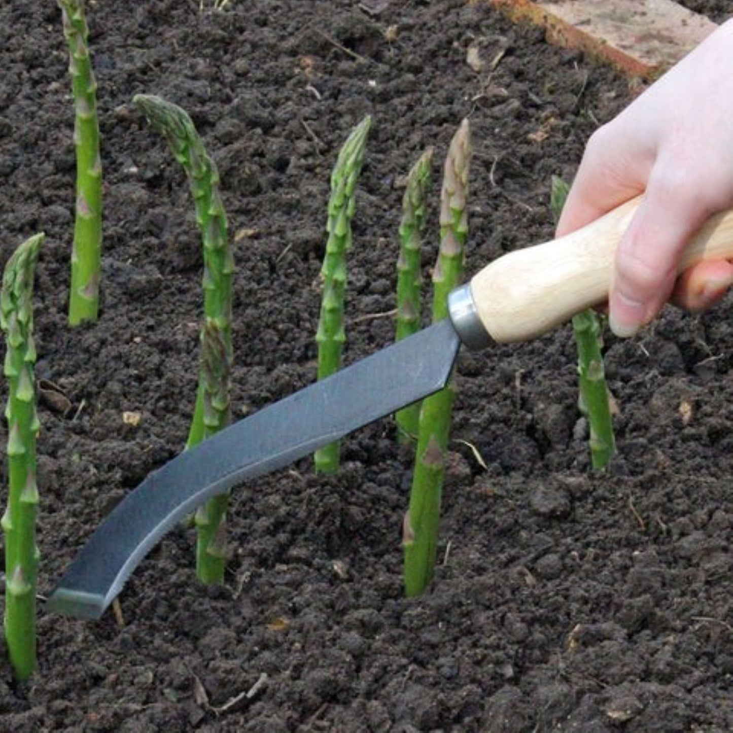 Aspargeskniv brukt til høsting under jordoverflaten