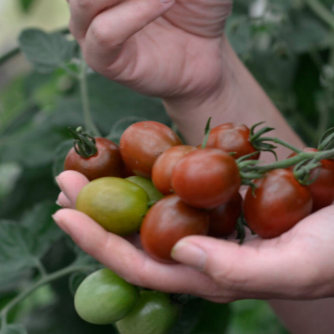 Tomat cherry 'Bronzy' Økologisk