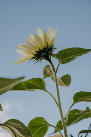 Solsikke 'Buttercream' F1