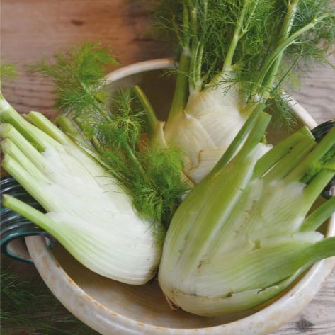 Søt Fennikel 'Preludio' F1