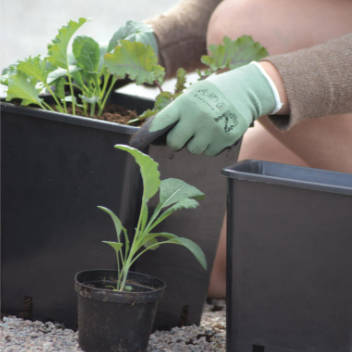 Hagehanske 'Comfort' grønn