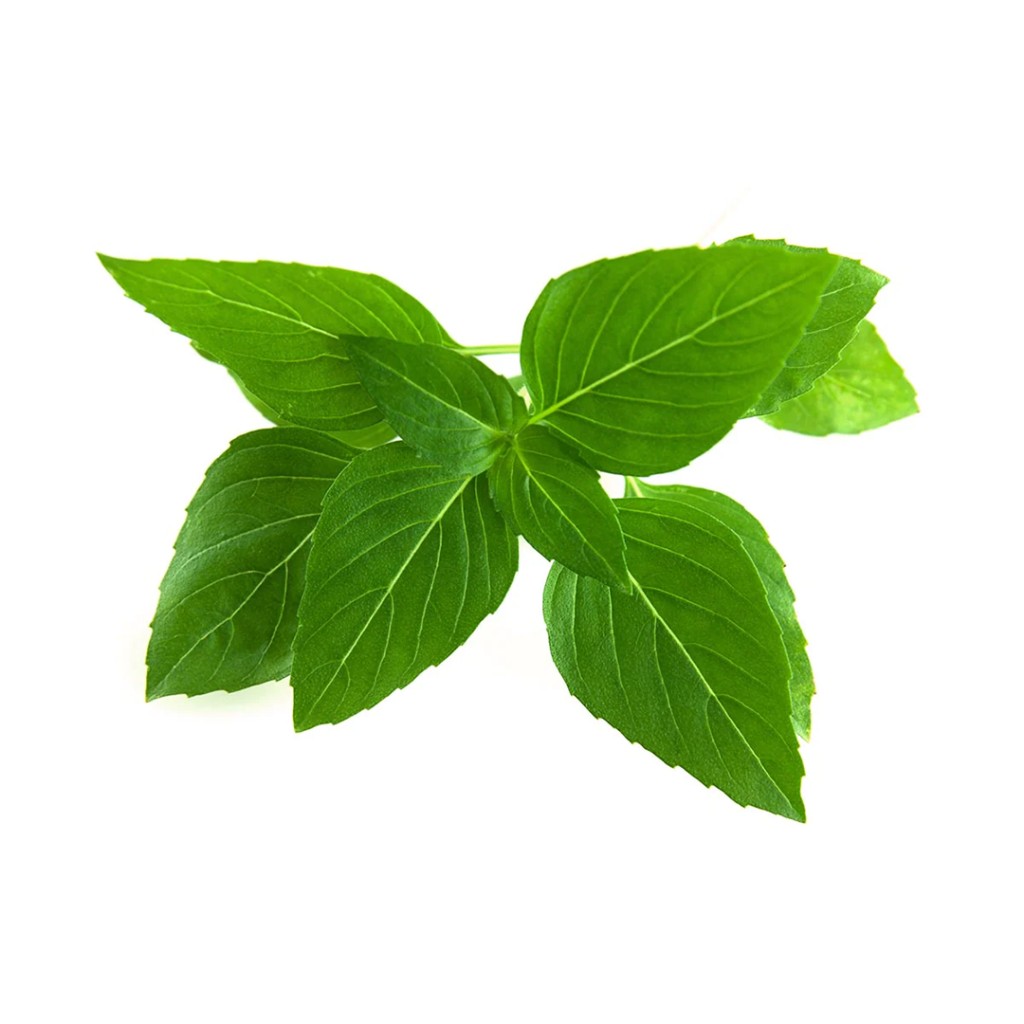 Click & Grow Smart Garden Refill 3-pack – Thai Basil