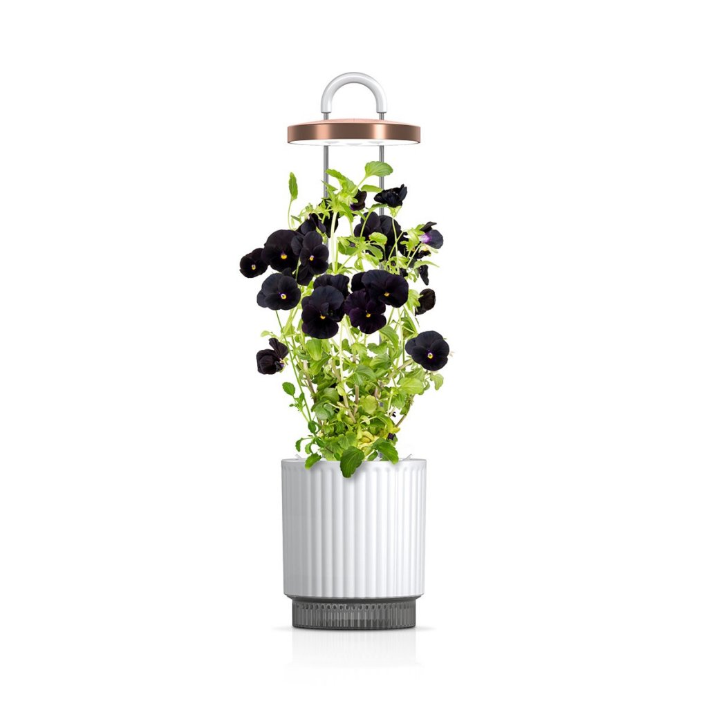 Click & Grow HydroVase – Innendørsdyrking med stil