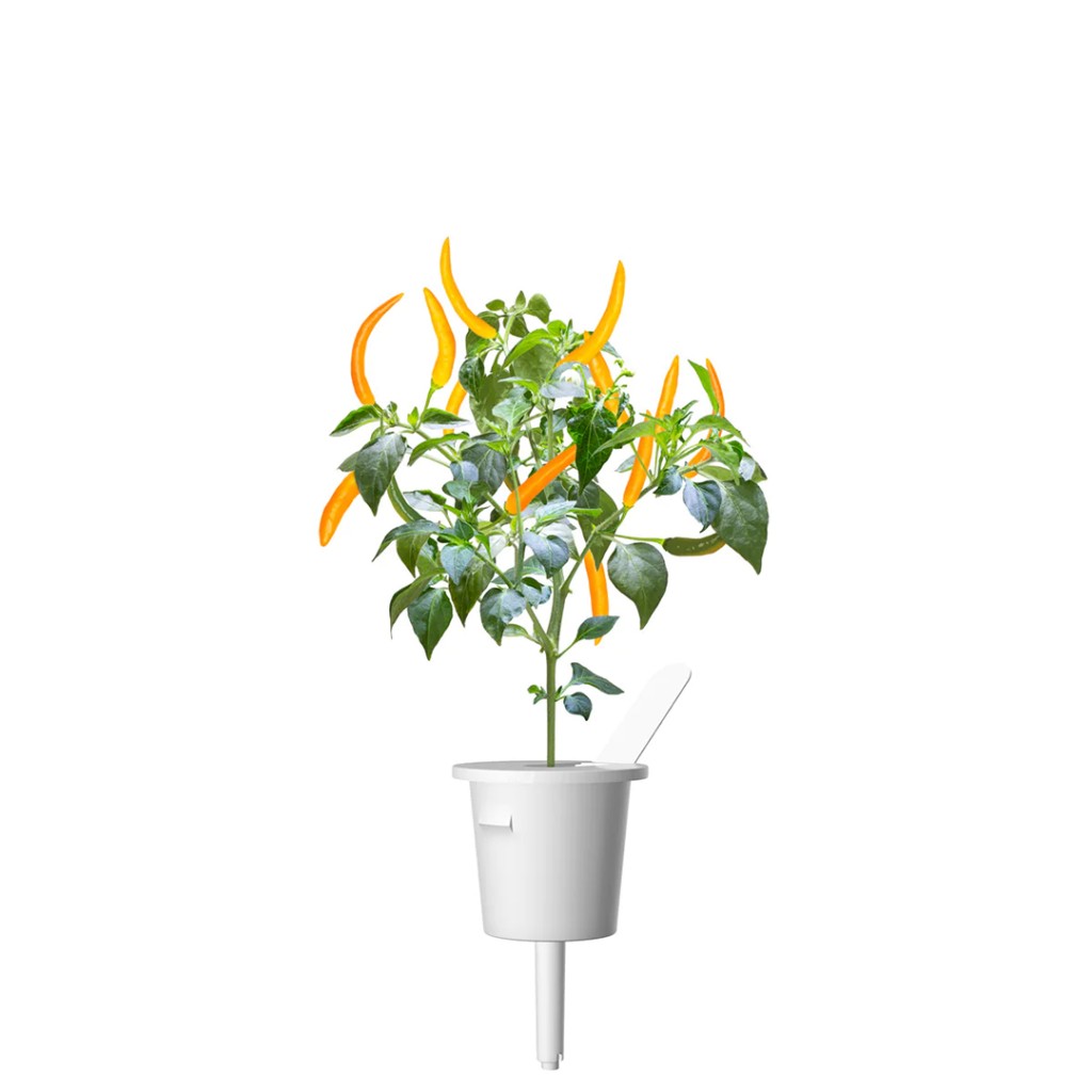 Click and Grow Smart Garden – Refill Gul Chili (3-pack)