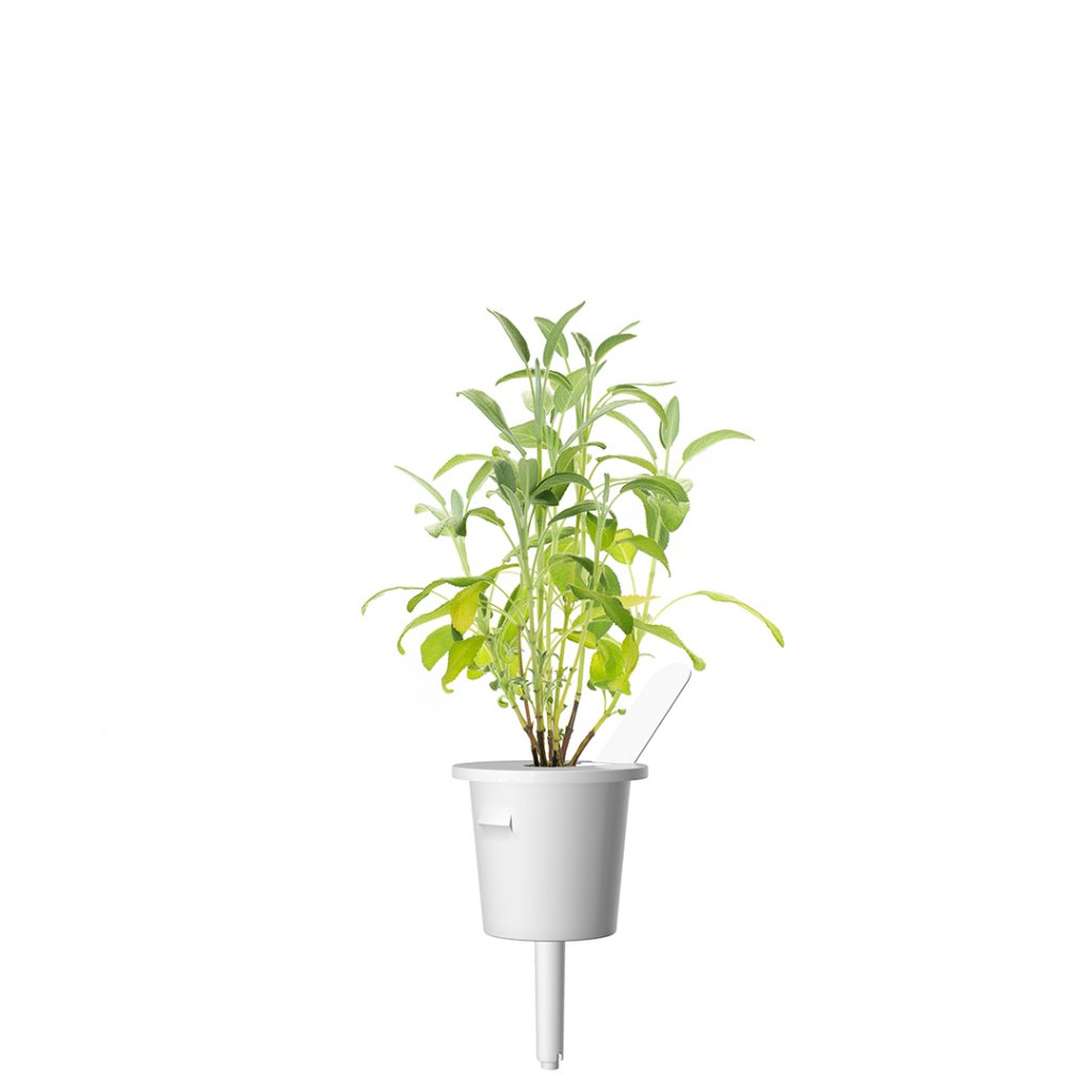 Click and Grow Smart Garden – Refill Salvie (3-pack)