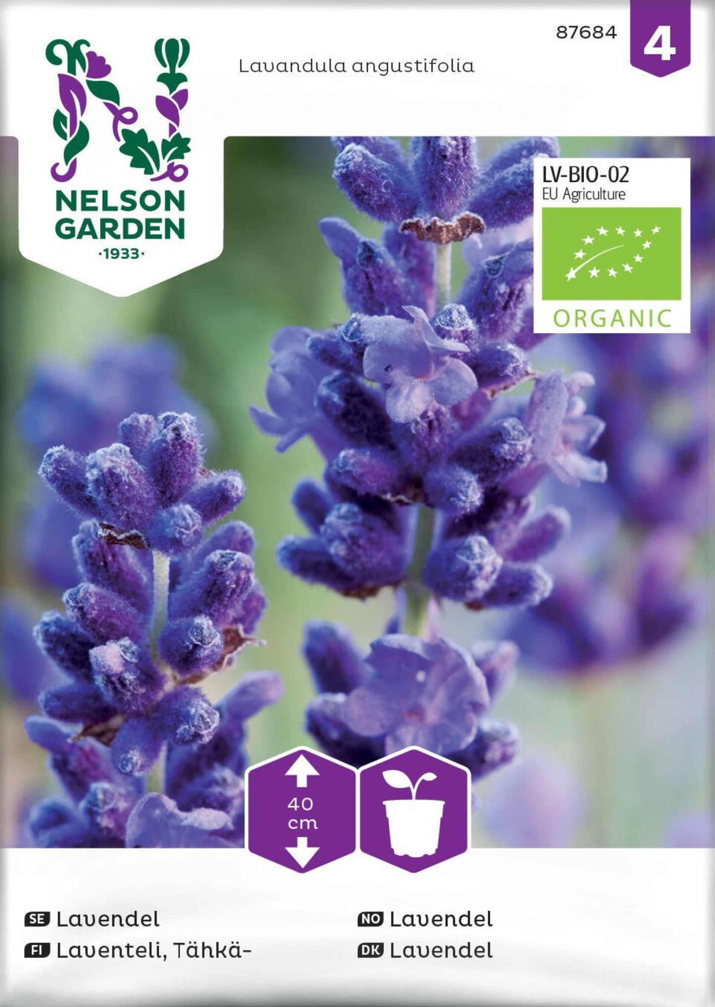 Økologisk lavendel i full blomstring med lilla blomster