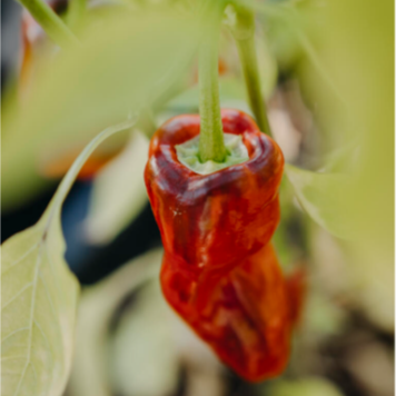 Chilipepper 'Padron'