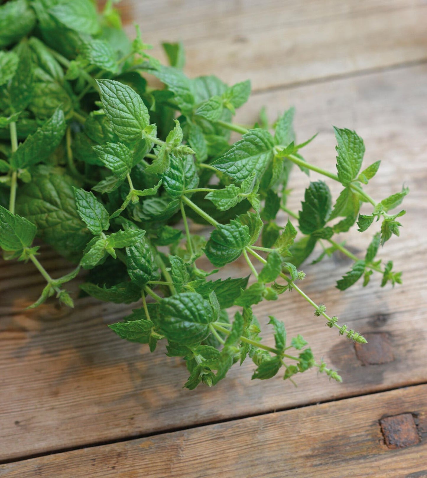 Peppermynte ‘Multimentha’ med friske grønne aromatiske blader dyrket i solfylt urtebed.