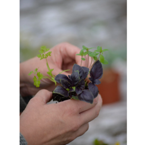 Potte med krydder 'Dark opal', common, common