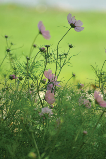 Pyntekorg 'Apricotta'