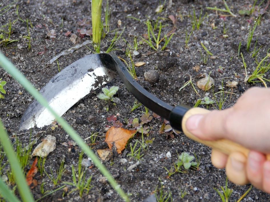 Ugressjern (Japansk hakke)