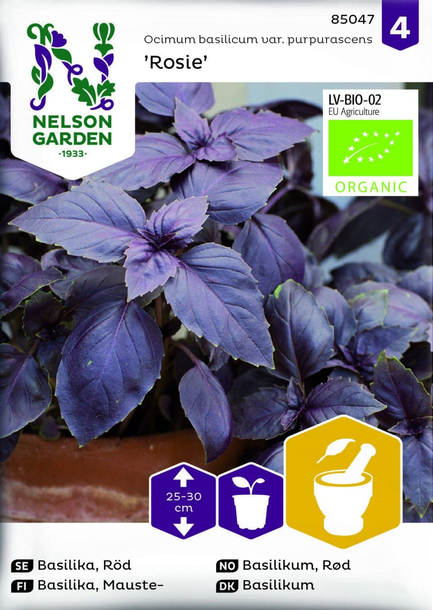 Rød basilikum ‘Rosie’ med dype rubinrøde blader dyrket i sollys.