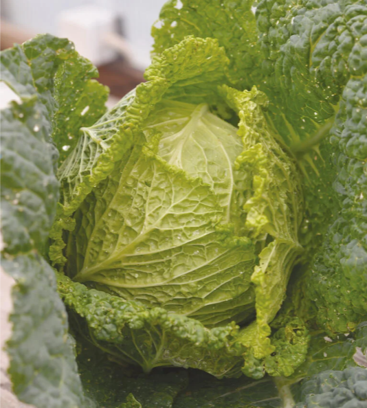 Savoi kål 'Convoy F1'