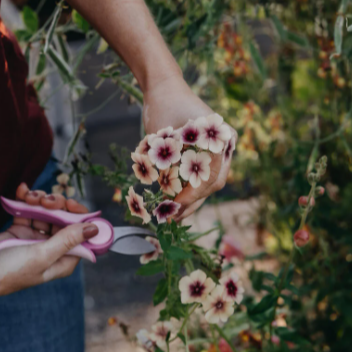 Sommerfloks 'Cherry Caramel'