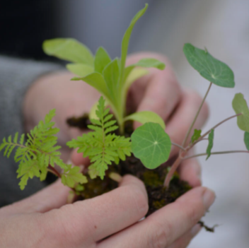 Potte med spiselige blomster 'Paprika', 'Pink Surprise', 'Peach melba'