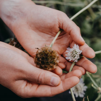 Stjernskabiosa 'Paper moon'