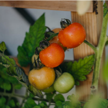 Tomat 'Bolstar Granda' Økologisk