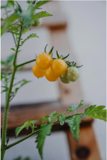 Økologisk Tomat cherry 'Golden Currant'