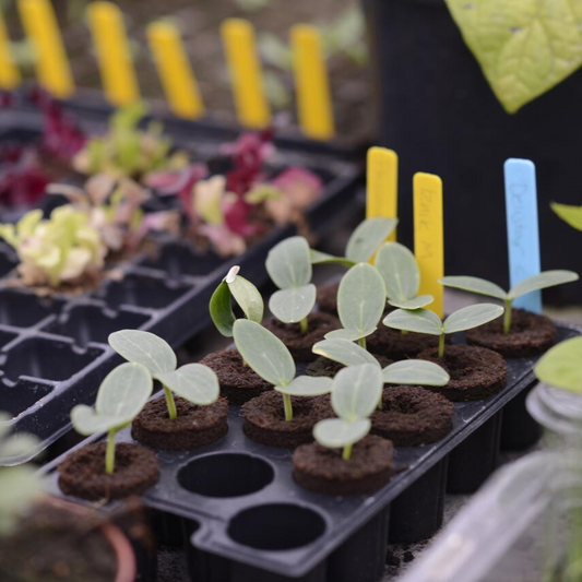 Såing av frø i pluggbrett innendørs i mars – start på hagesesongen