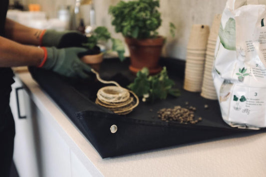 Person som sår frø på såmatte – forkultivering av grønnsaksfrø innendørs