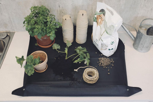 Forkultivering for nybegynnere – komplett guide til en god start 🌱