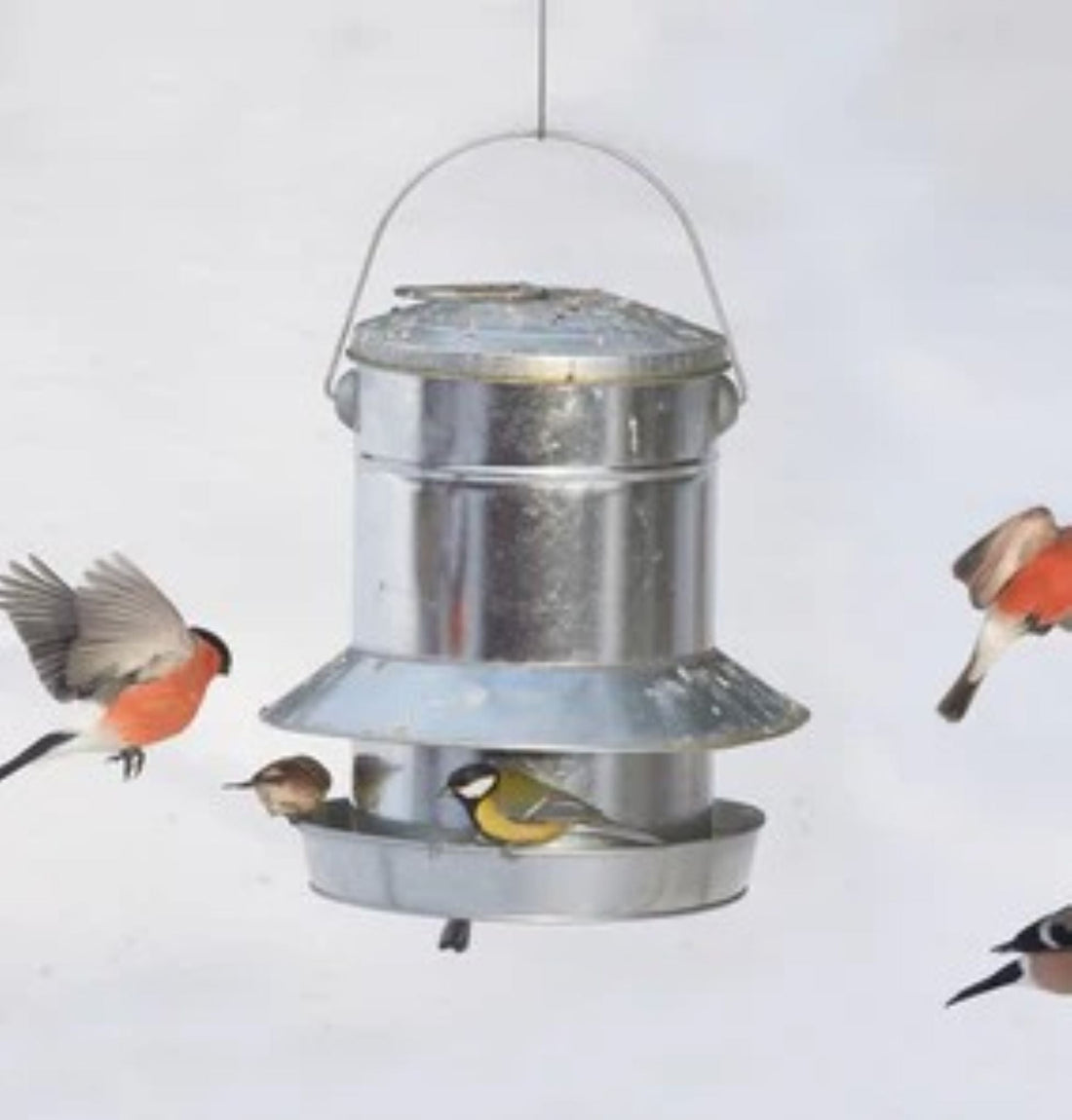 Mating av fugler i desember