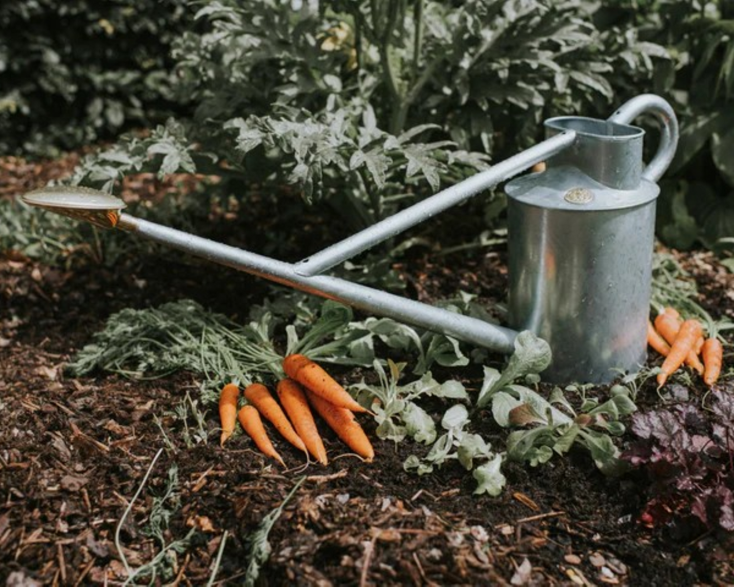 Utendørs vanning av planter i hage med klassisk metallvannkanne