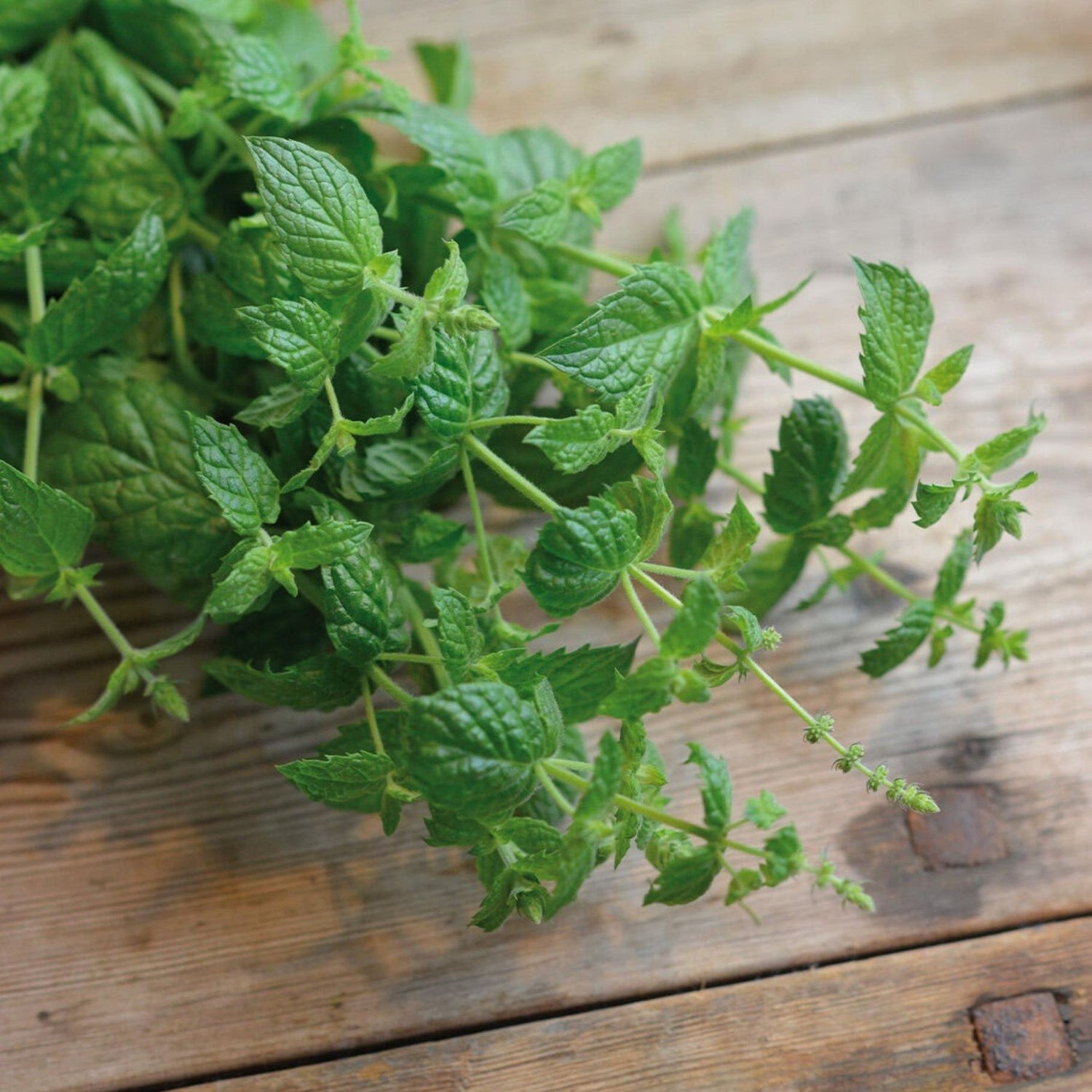 Krydderfrø til egen urtehage