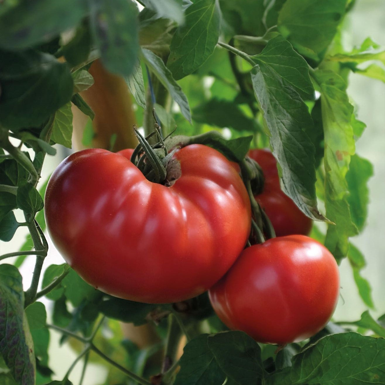 Grønnsaksfrø til dyrking selv