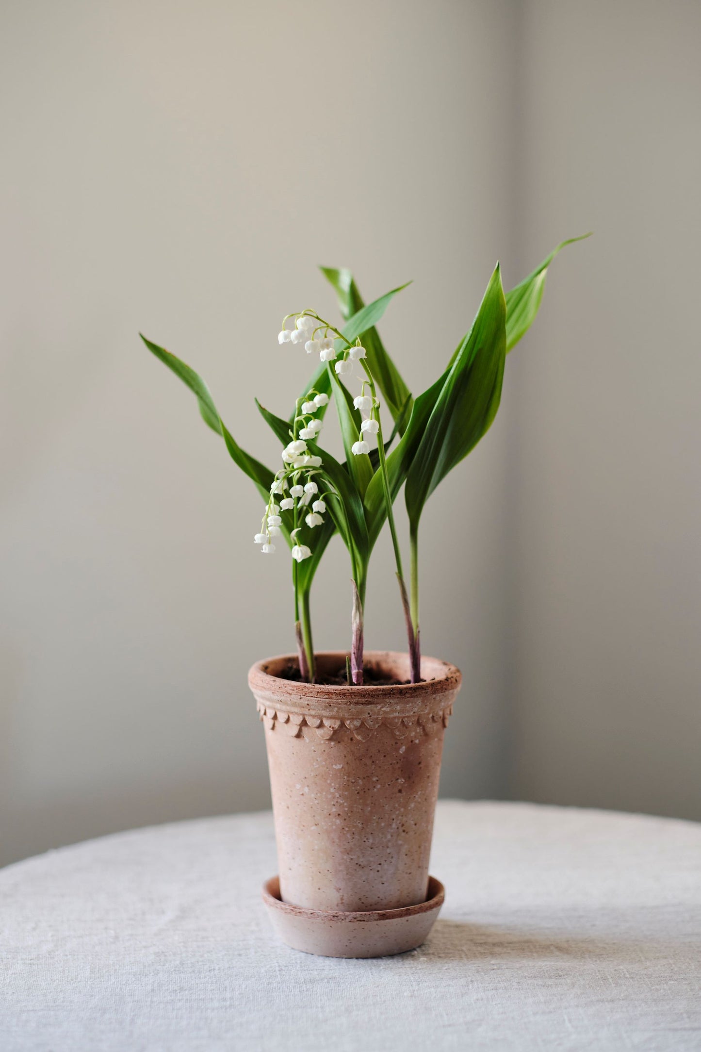Copenhagen Kruka Hög med skål RAW Rosa 10 cm