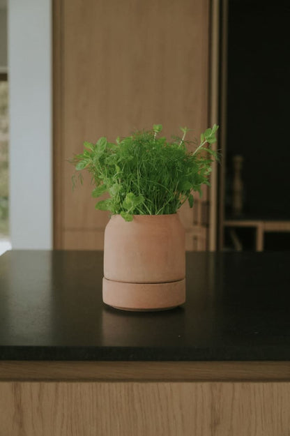Stor Bergs Potter Viva urtepotte i rosa terrakotta med friske krydderurter