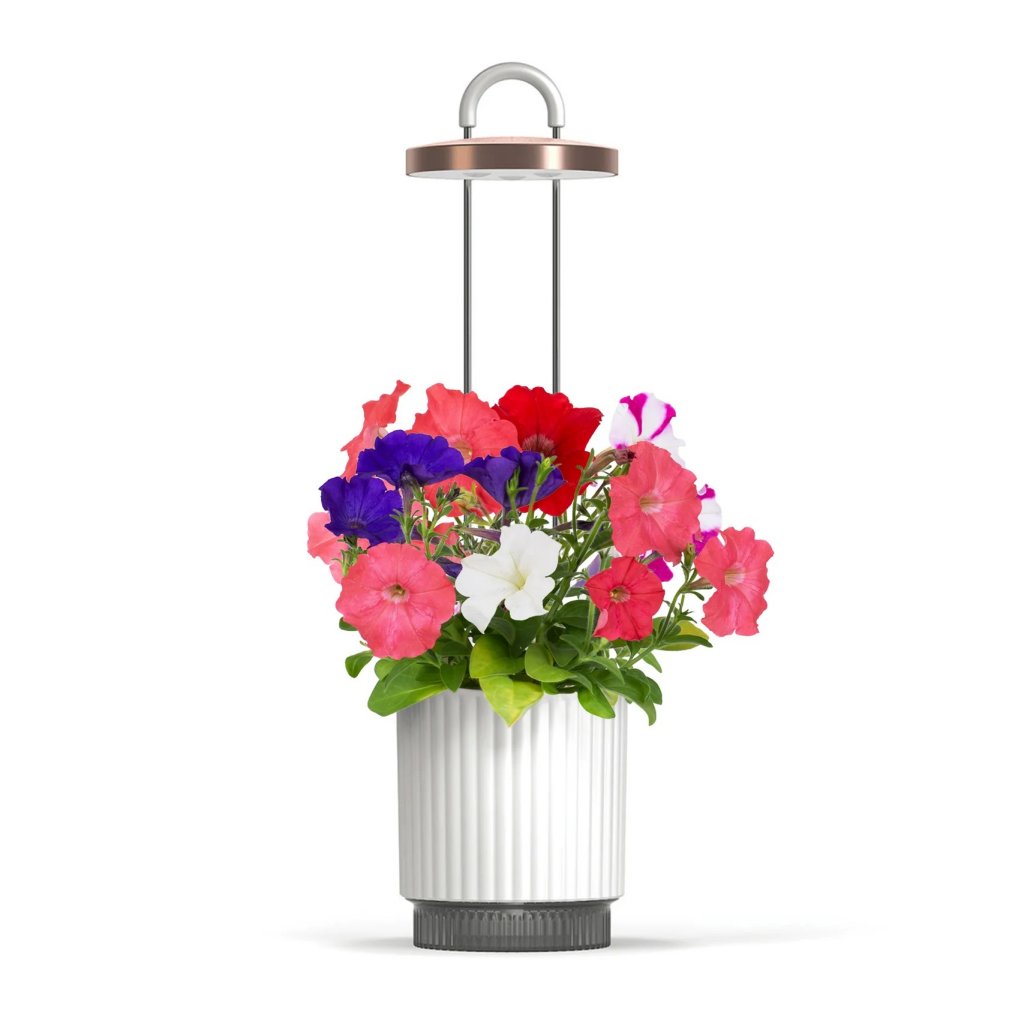 Click & Grow Hydrovase – stilren selvvanningspotte med integrert vekstlys, for innendørs dyrking. Tilgjengelig i grå eller hvit.