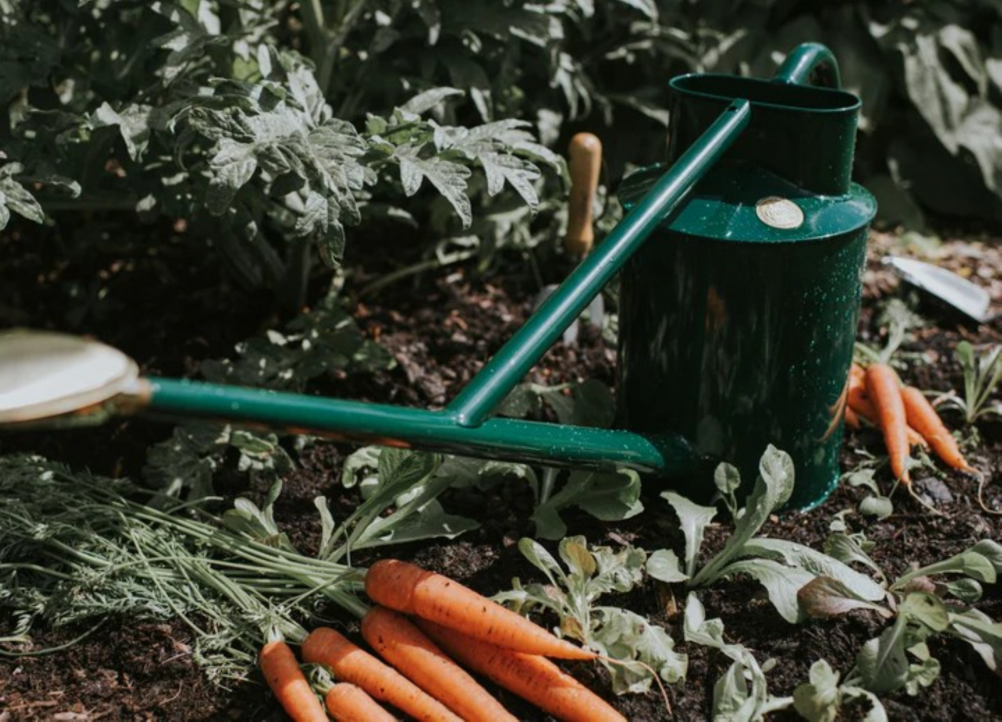Haws - The Warley Fall Green vannkanne i pulverlakkert stål med messingrose og lang tut – 4,5 liter, ideell for ampler og hageplanter