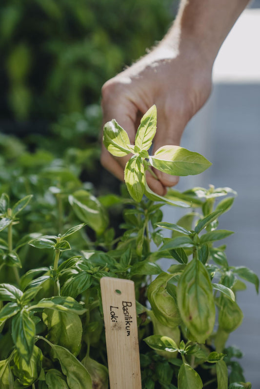 Basilikum ‘Loki’ med frodige grønne blader dyrket i solrik potte.