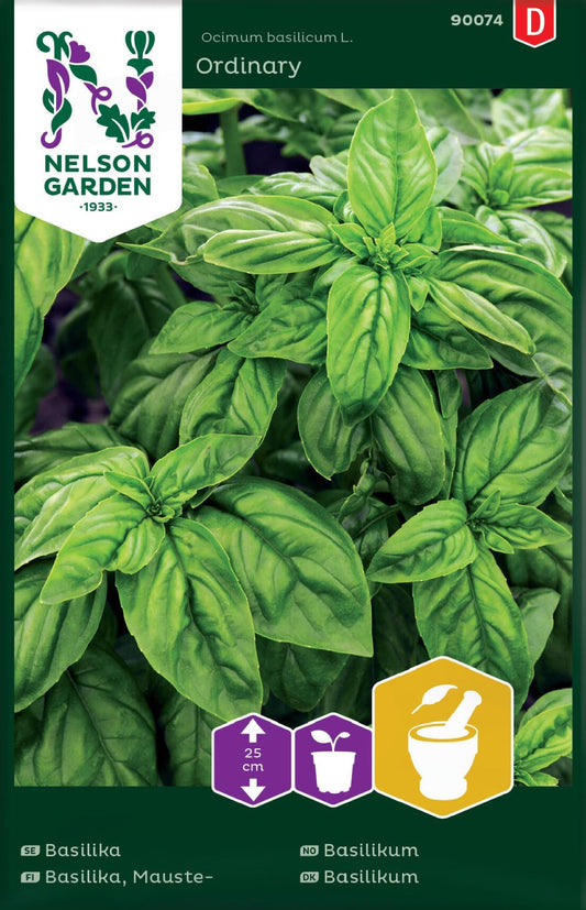Basilikum ‘Ordinary’ dyrket fra frø i potte.