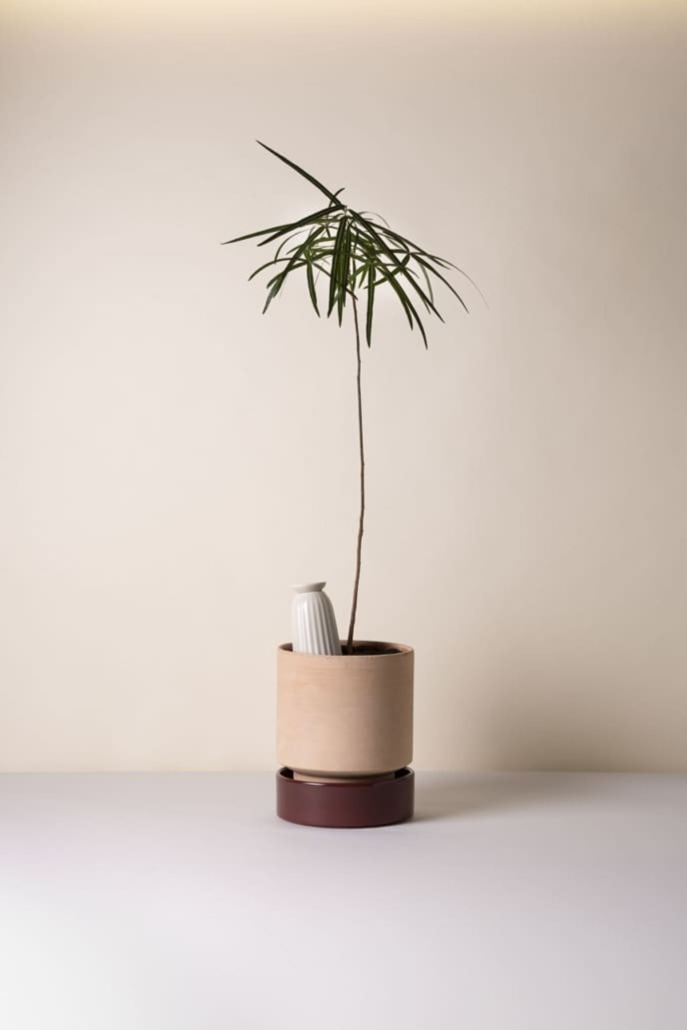 Bergs Potter Cove i Sandstone brukt som selvvanningsinnsats i potte med inneplante