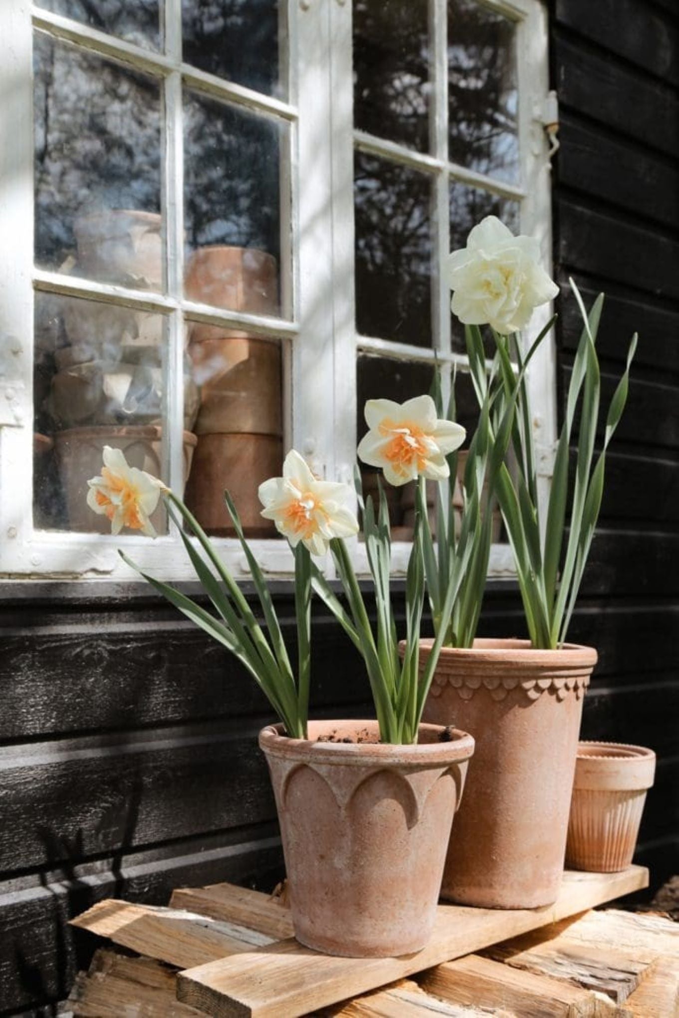 Elizabeth krukke 25 cm fra Bergs Potter med grønn plante – dekorativ terrakottakrukke for inne og ute