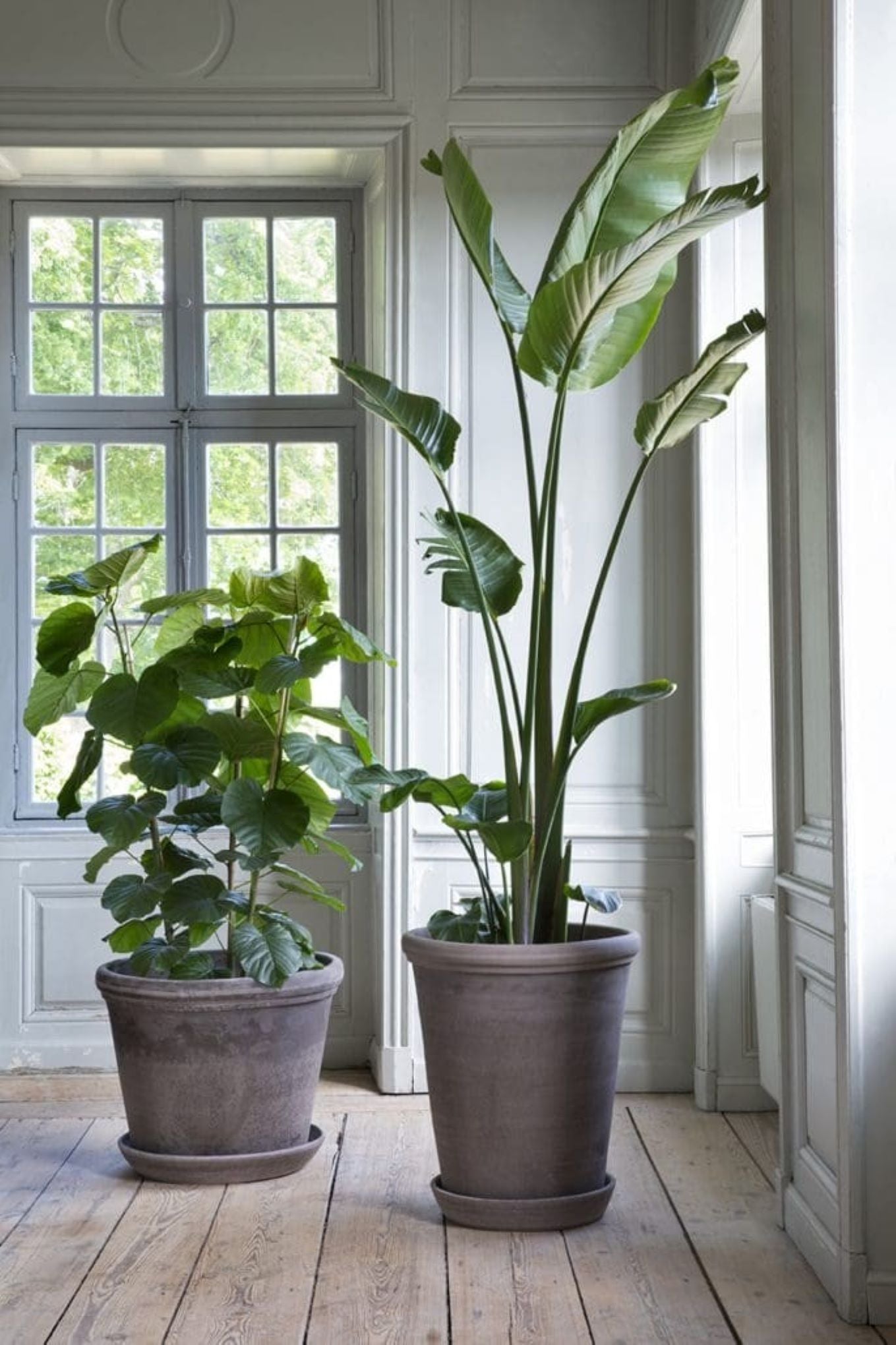 Grå Bergs Potter Flora-krukke med grønne planter i stuen