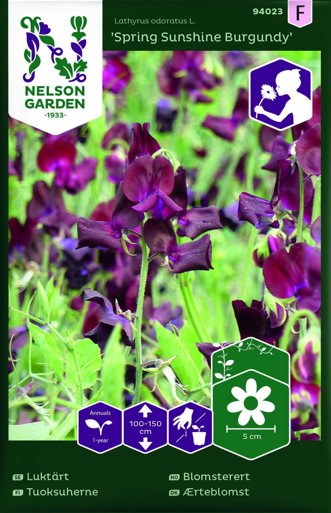 Blomsterert ‘Spring Sunshine Burgundy’ med vinrøde blomster